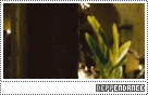 Gif de Jack a Tortuga